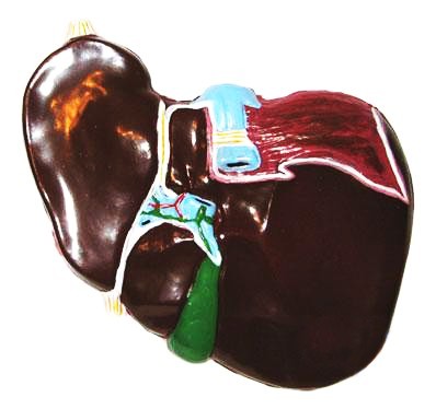 Будова печінки людини