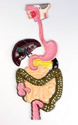 Будова травної системи людини