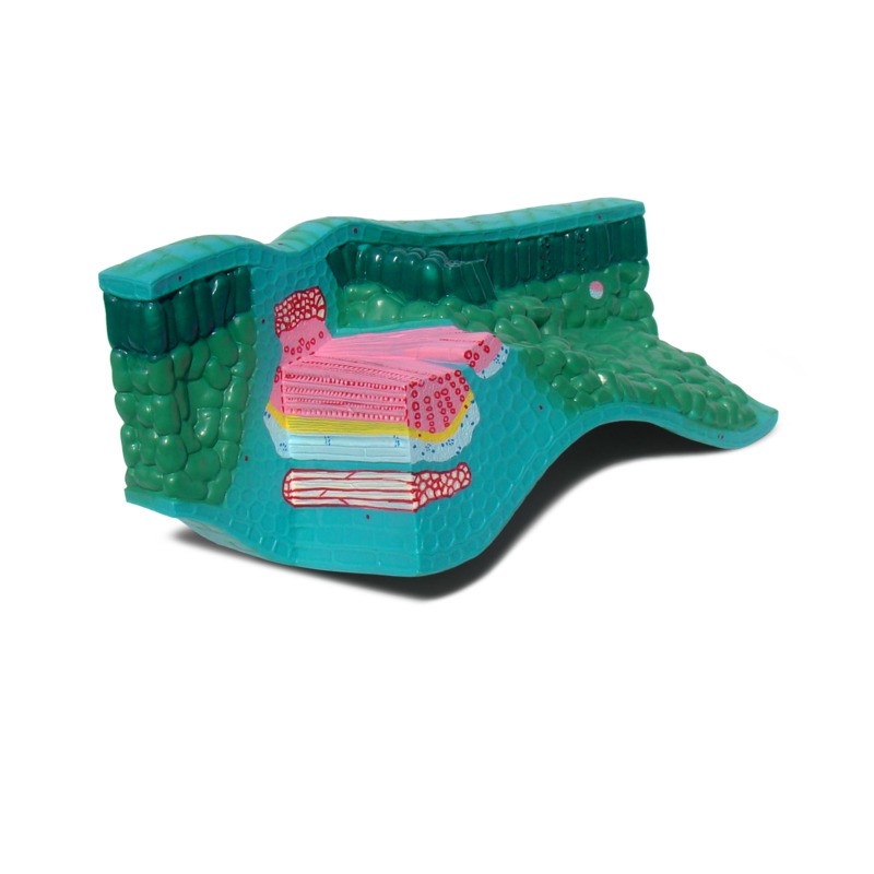 Будова листка