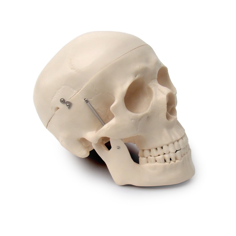 Череп людини