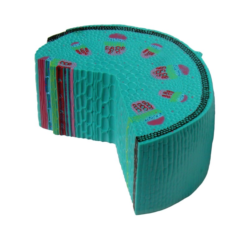 Будова стебла