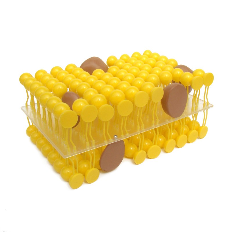 Будова мембрани клітини