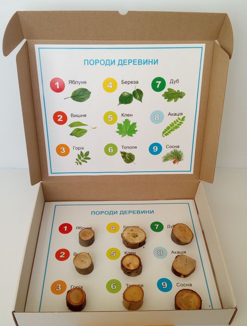 Колекція «Породи деревини»