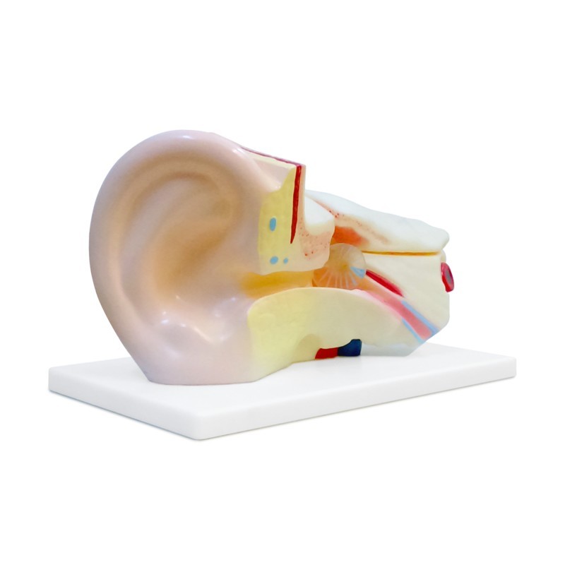 Вухо людини