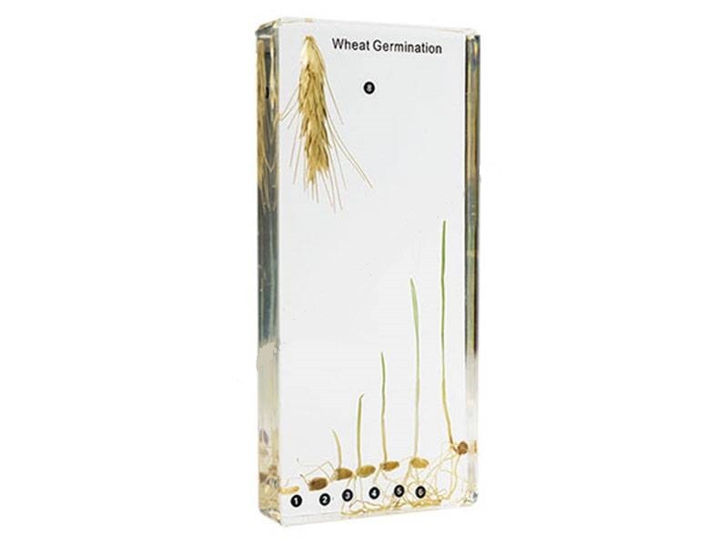 Пшениця. Процес росту.