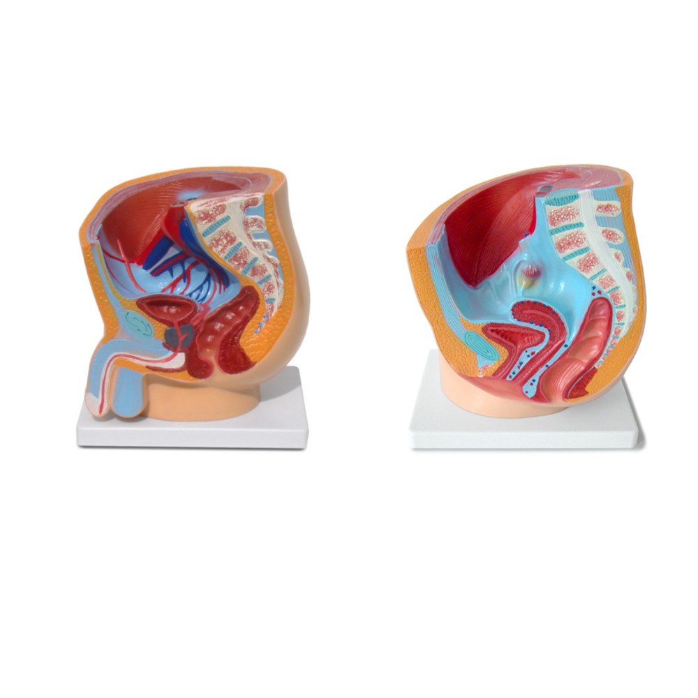 Чоловічі та жіночі статеві органи людини. Сагітальний розріз