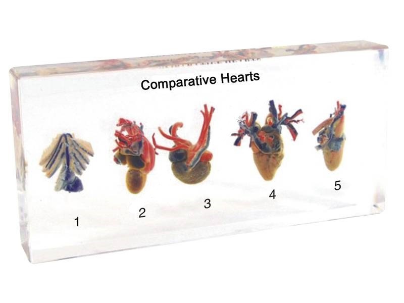 Серце 5-ти типів