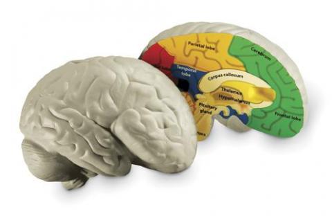 Будова мозку людини