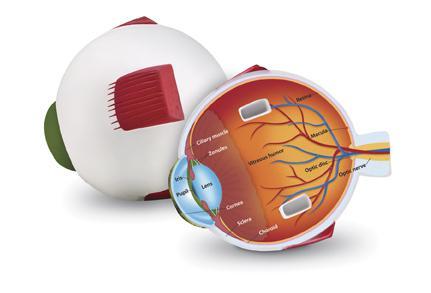 Меодель будова ока