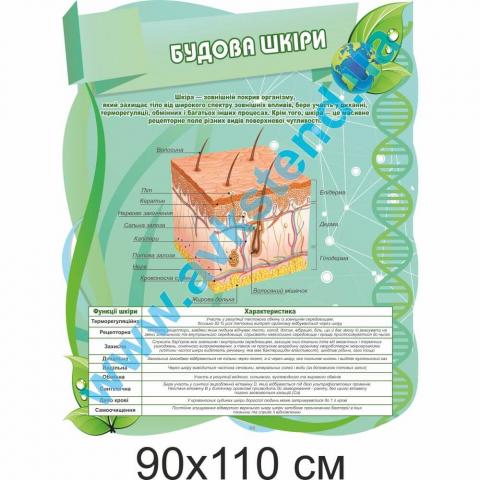 Стенд "Будова шкіри"