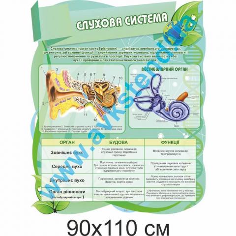 Стенд "Слухова система"