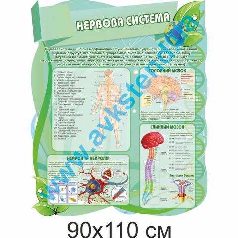 Стенд "Нервова система"