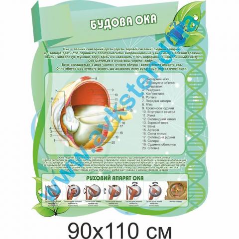 Стенд "Будова ока"