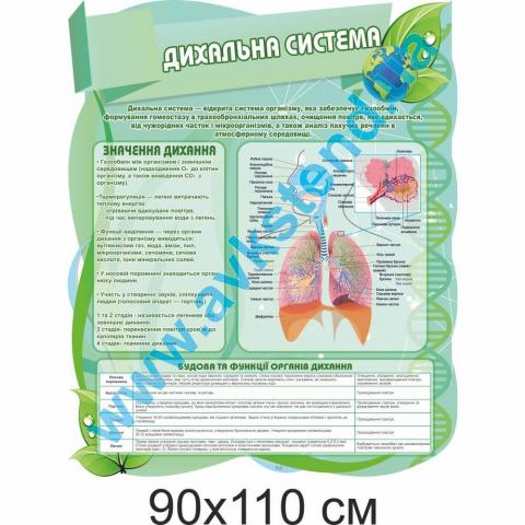 Стенд "Дихальна система"