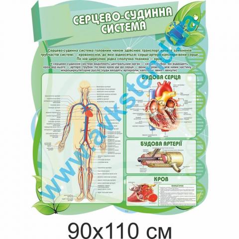 Стенд "Серцево-судинна система"
