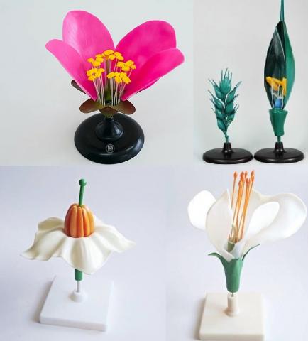 КВІТКИ ПРЕДСТАВНИКІВ РІЗНИХ РОДИН ПЕРСИК, КАРТОПЛЯ, ГОРОХ, ПШЕНИЦЯ (комплект)