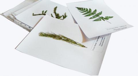 Гербарій “Систематика рослин. Вищі спорові та насінні рослини”