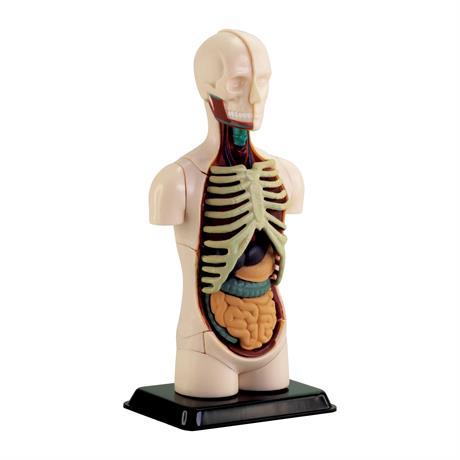 Модель тулуба людини,збірна 12,7 см