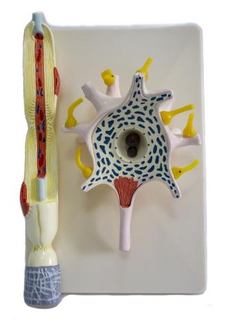 Будова нейрона