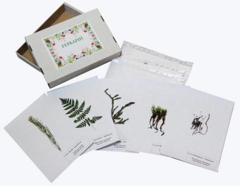 Гербарій «Спорові рослини (відділи: Мохо-, Плауно-, Хвоще-, Папоротеподібні)»