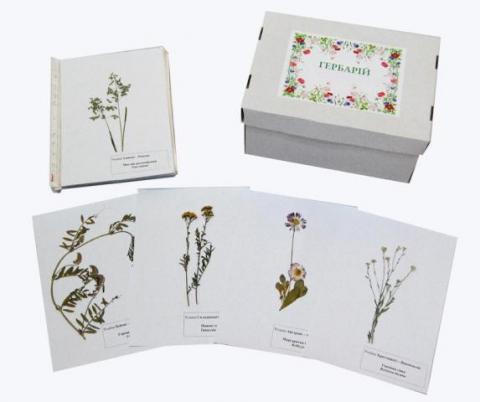 Гербарій «Відділ Покритонасінні (за родинами)»