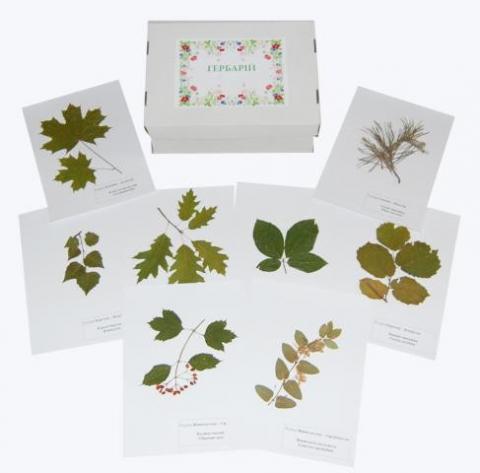 Гербарій «Листяні дерева та кущі»