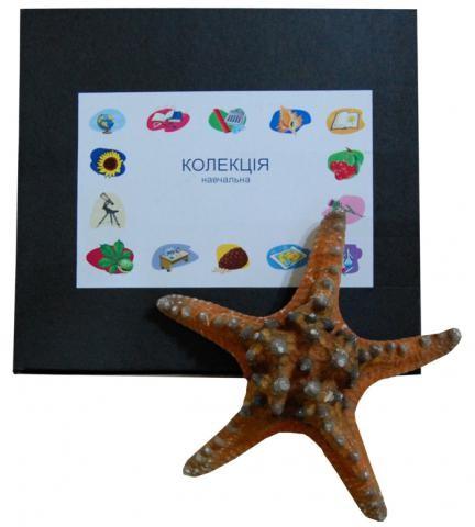 Колекція «Морська зірка»