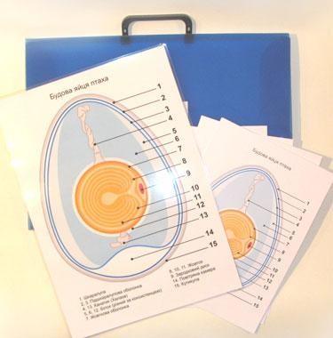 Будова яйця птаха