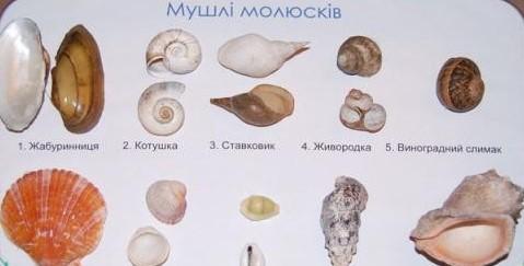 Колекція «Мушлі молюсків»