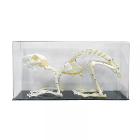 Скелети хордових. Скелет кроля