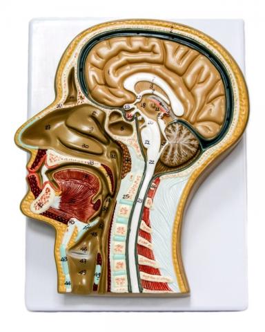 Голова людини. Сагітальний розріз