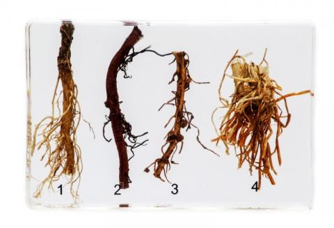 Види кореневих систем