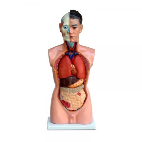 Торс людини 45 см