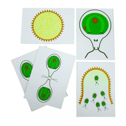 Розмноження водорості