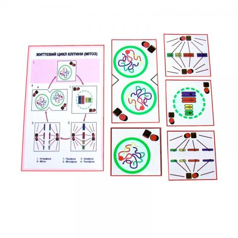 Схема мітозу