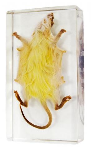 Зовнішня будова миші