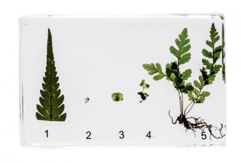 Розвиток папороті