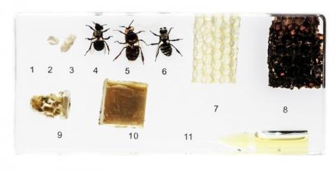 Розвиток медоносної бджоли