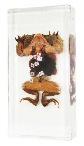 Внутрішня будова жаби в ємності