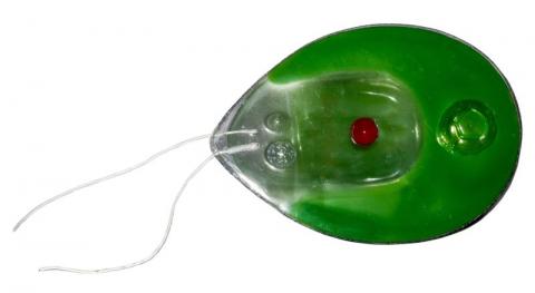 Хламідомонада