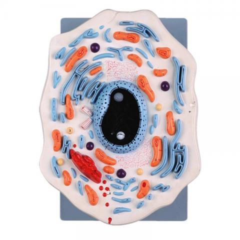 Клітина тваринна