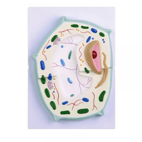 Клітина рослинна