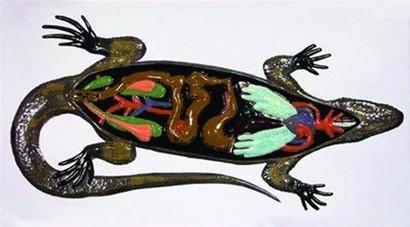 Внутрішня будова ящірки