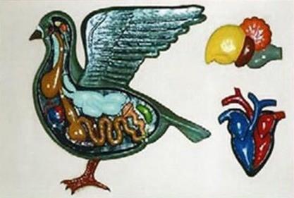 Внутрішня будова птаха