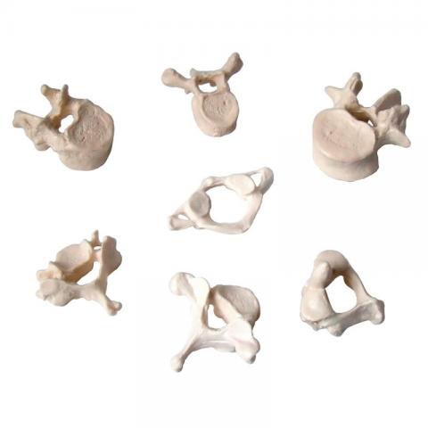 Хребці людини