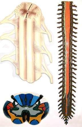 Будова спинного мозку людини