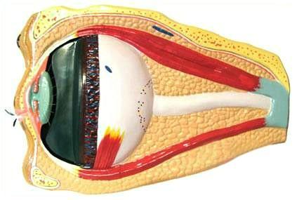 Будова ока людини