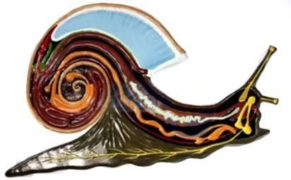 Внутрішня будова слимака