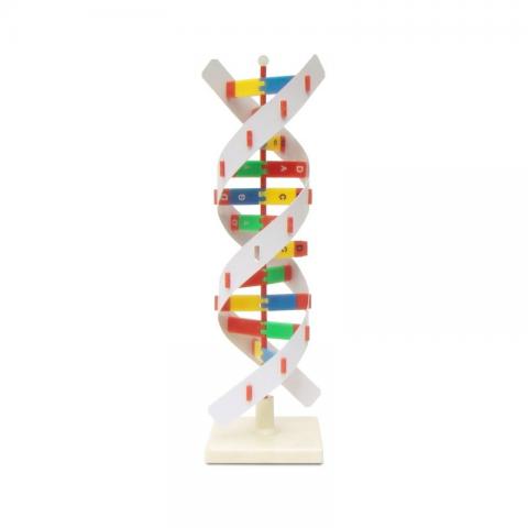 Структура ДНК