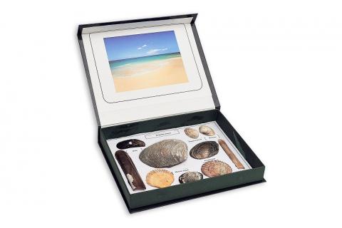 Колекція мушель